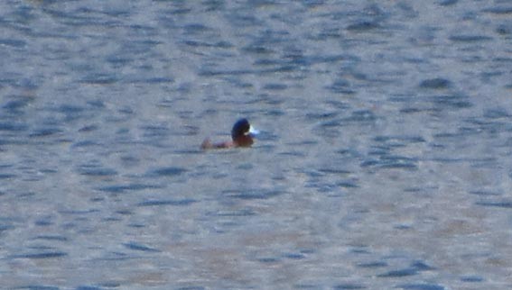 Andean Duck - ML641328466