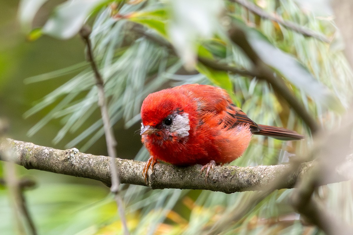 ベニアメリカムシクイ（rubra／rowleyi） - ML641328476
