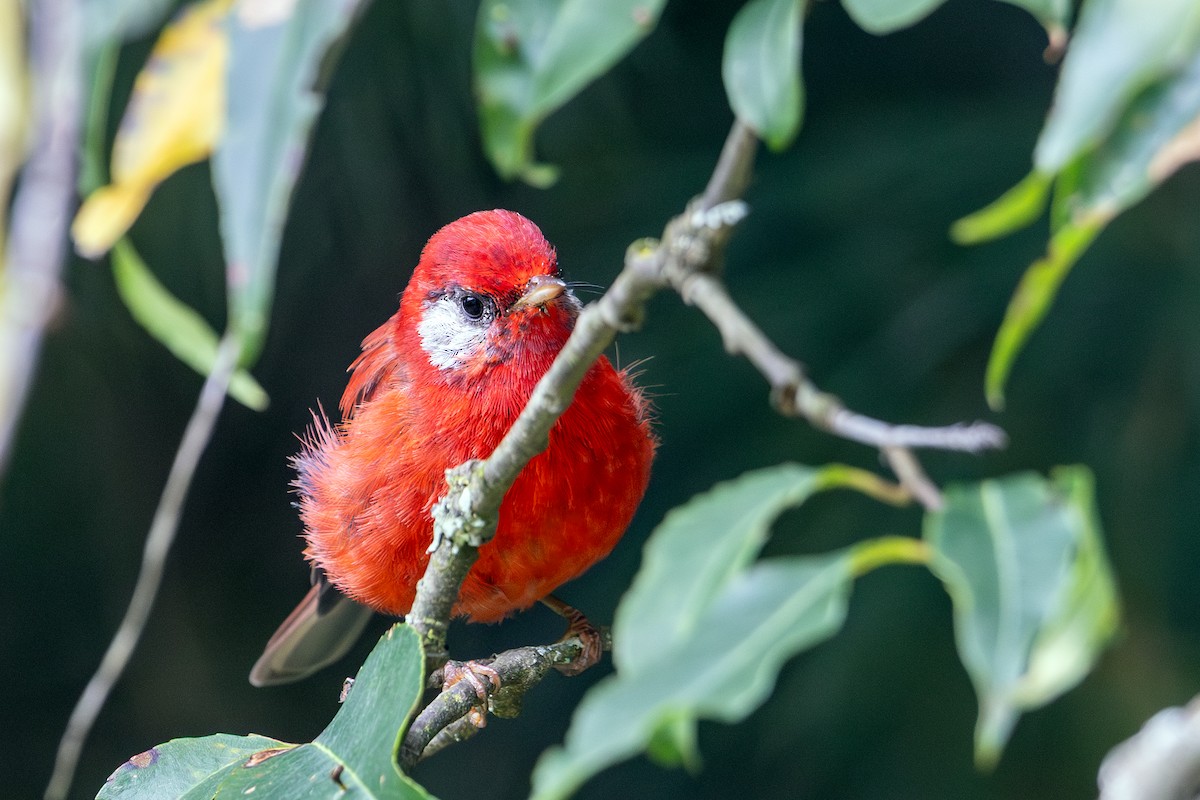 ベニアメリカムシクイ（rubra／rowleyi） - ML641328477