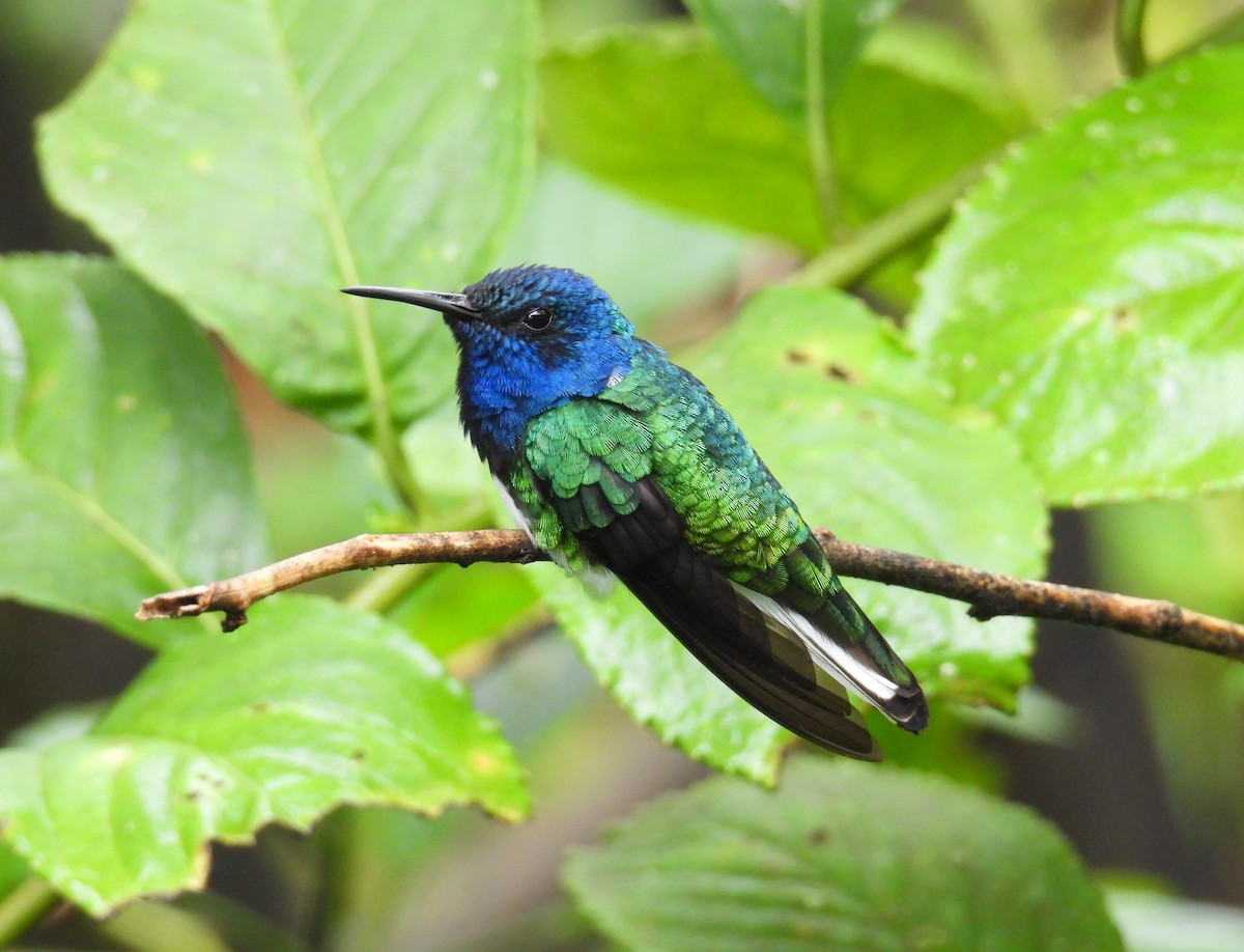 White-necked Jacobin - ML641328500