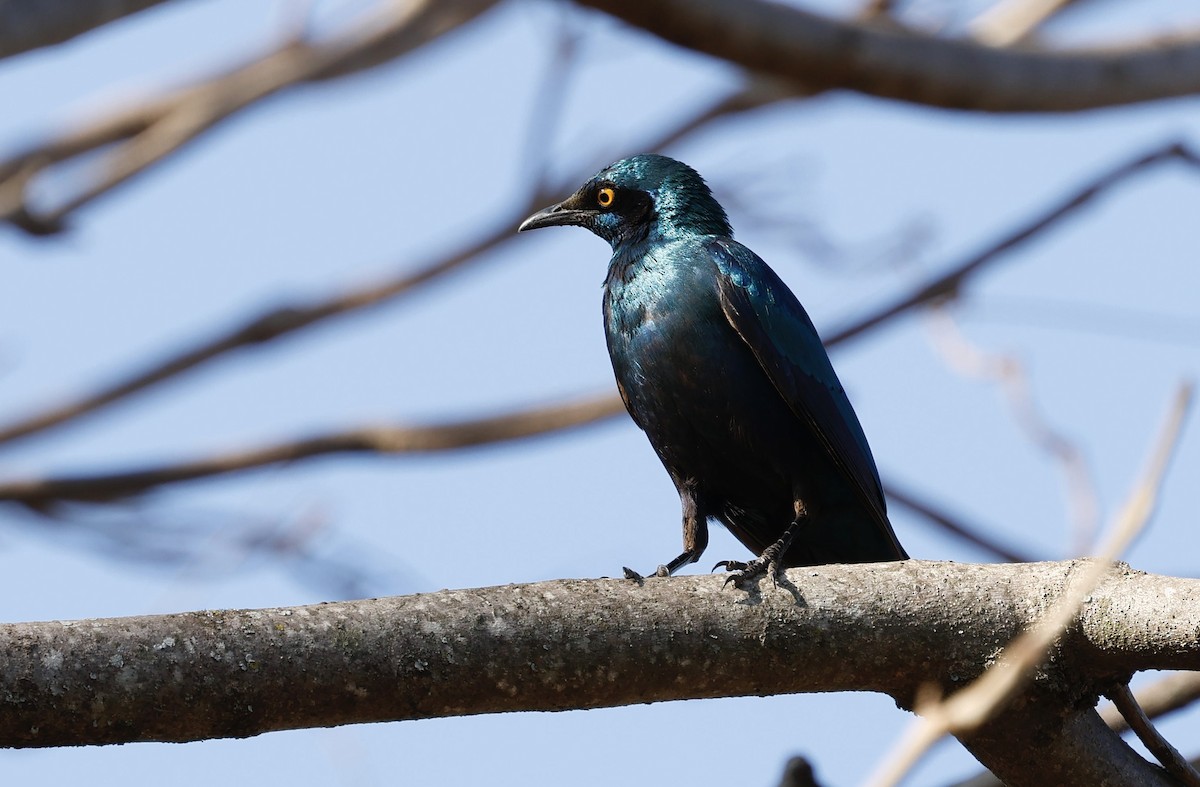 Lesser Blue-eared Starling - ML641328502