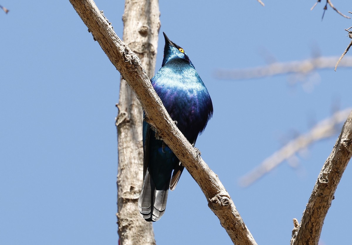 Lesser Blue-eared Starling - ML641328503