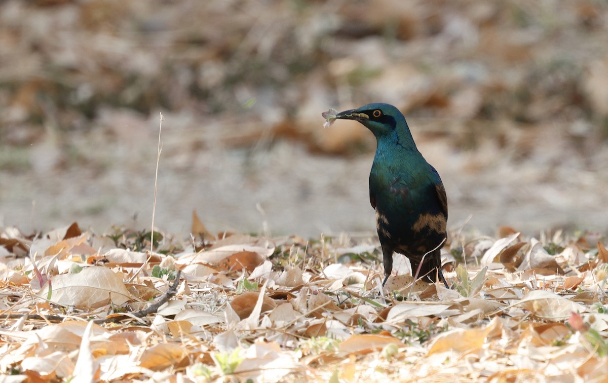 Lesser Blue-eared Starling - ML641328504