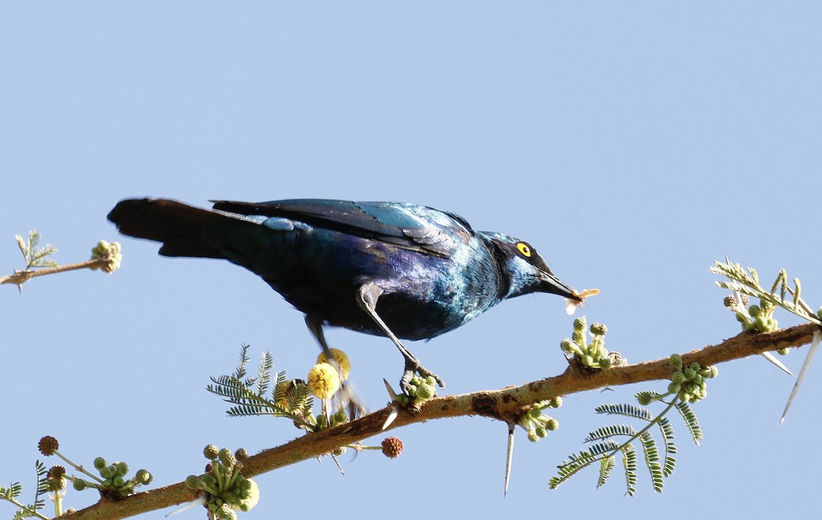 Lesser Blue-eared Starling - ML641328505