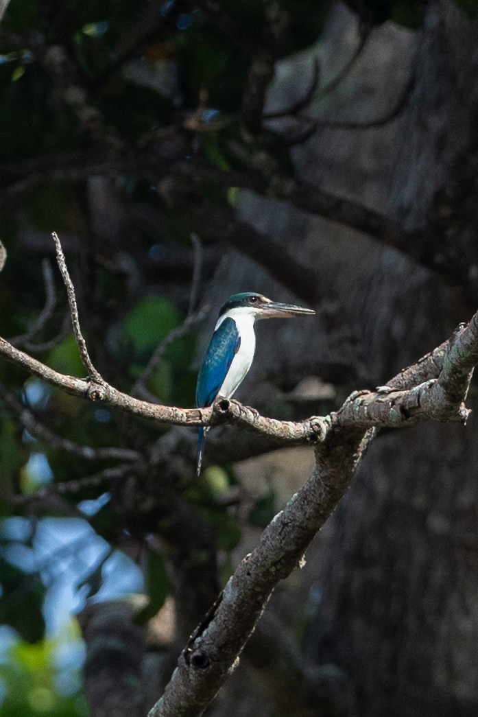 Collared Kingfisher - ML641328526