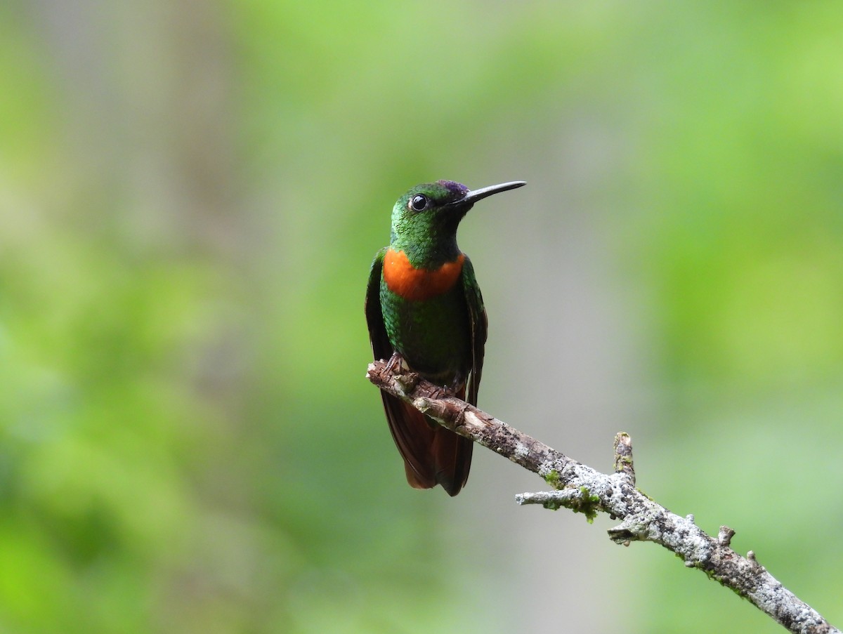 Gould's Jewelfront - ML641328574