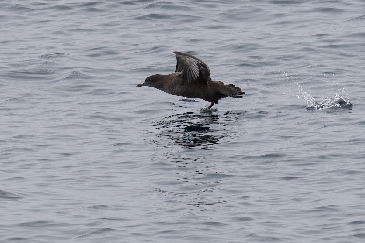 灰水薙鳥 - ML641328581