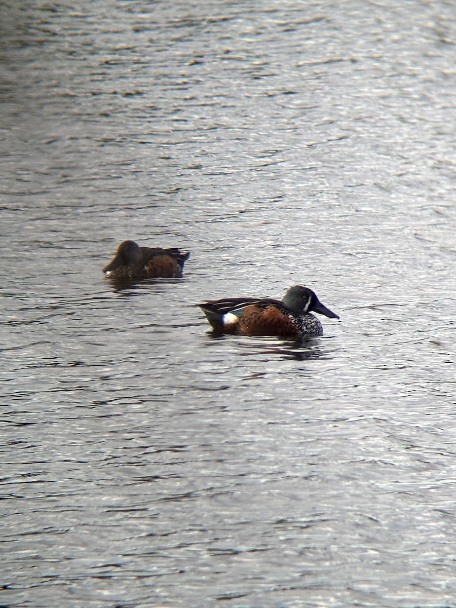 Canard bridé - ML641328584