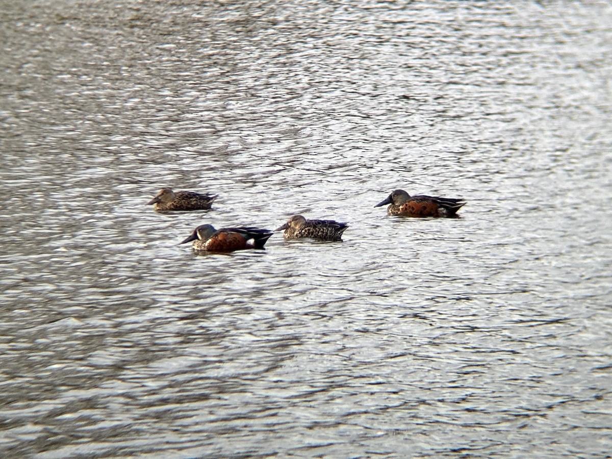 Canard bridé - ML641328585