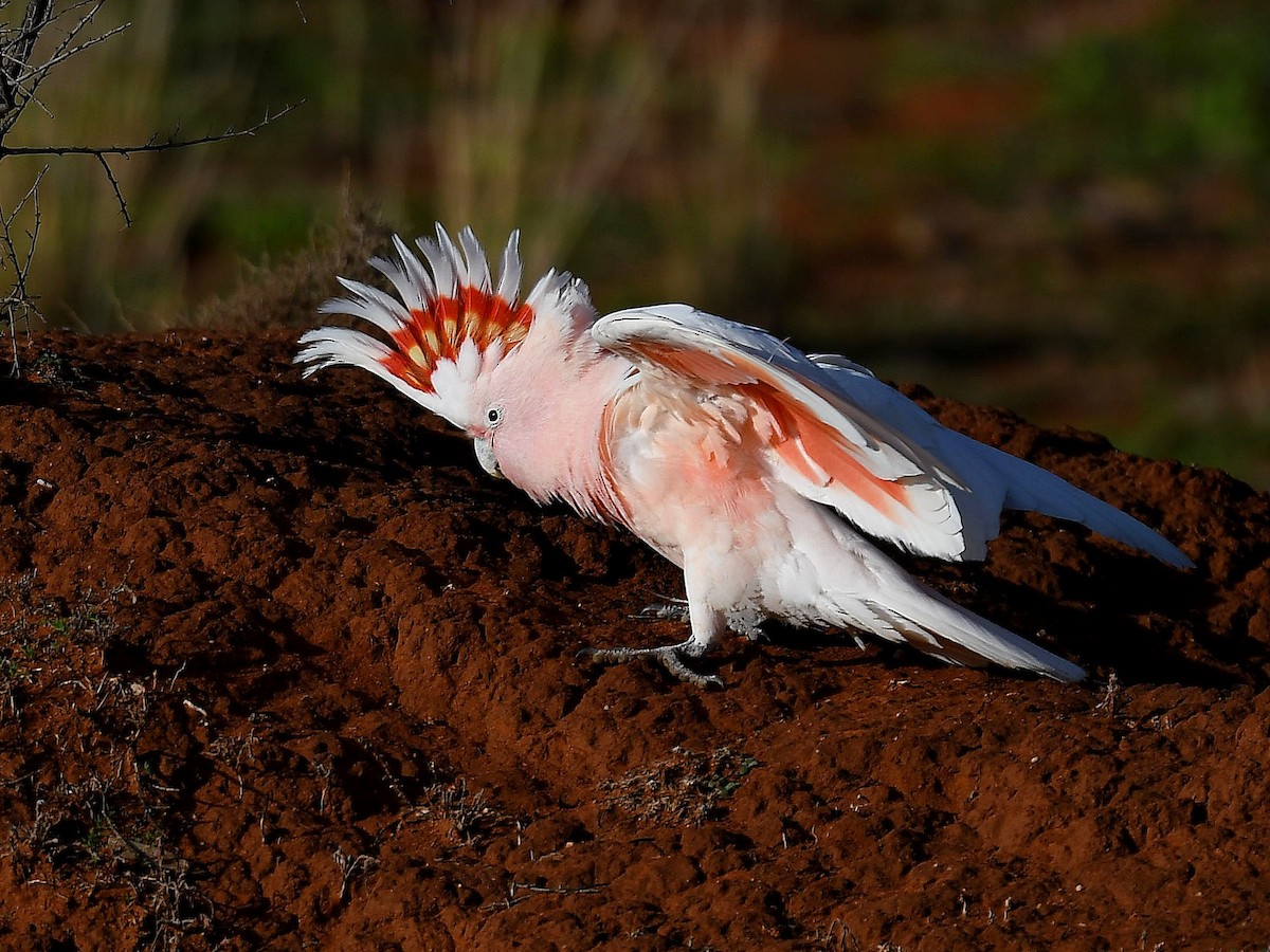 Pink Cockatoo - ML641328611