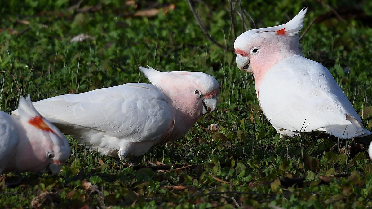 Pink Cockatoo - ML641328612
