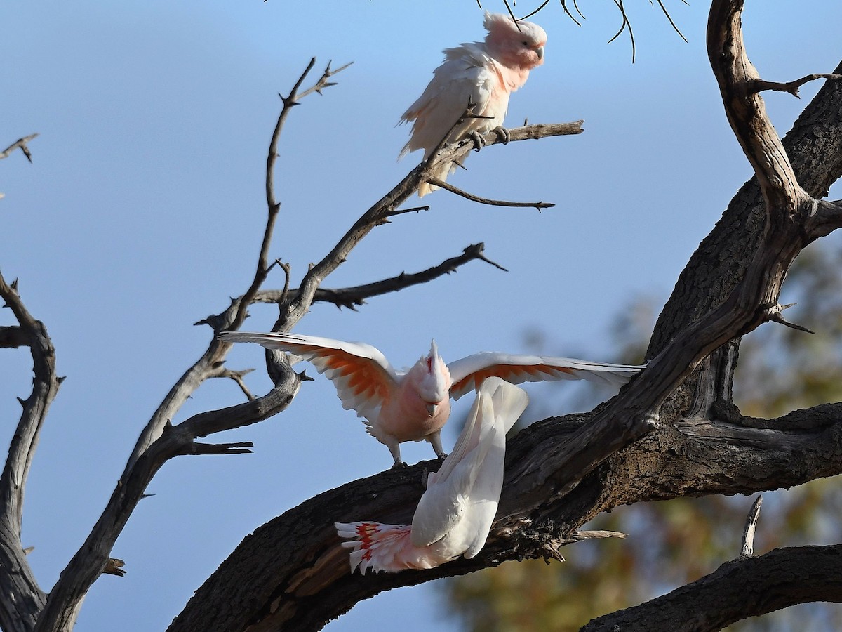 Pink Cockatoo - ML641328613