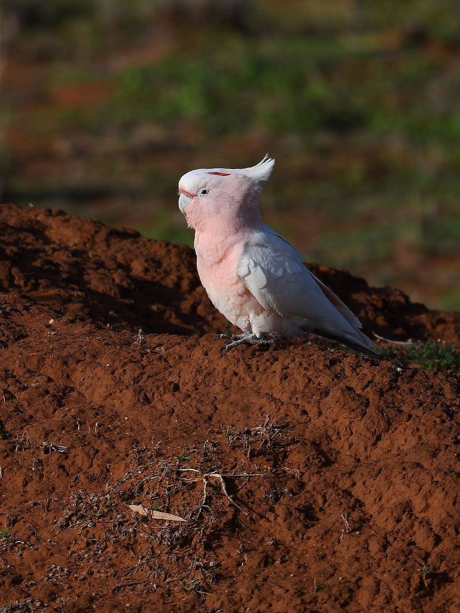 Pink Cockatoo - ML641328614