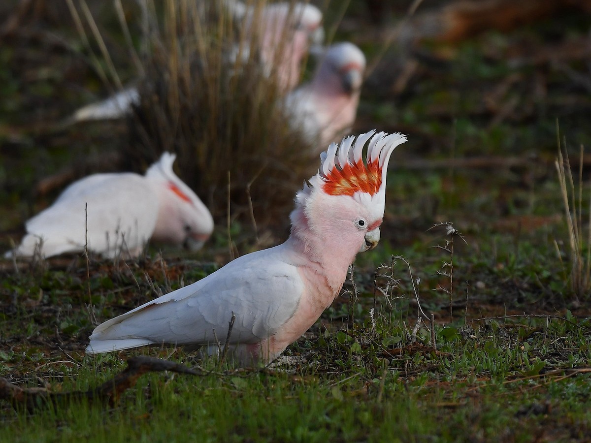 Pink Cockatoo - ML641328615