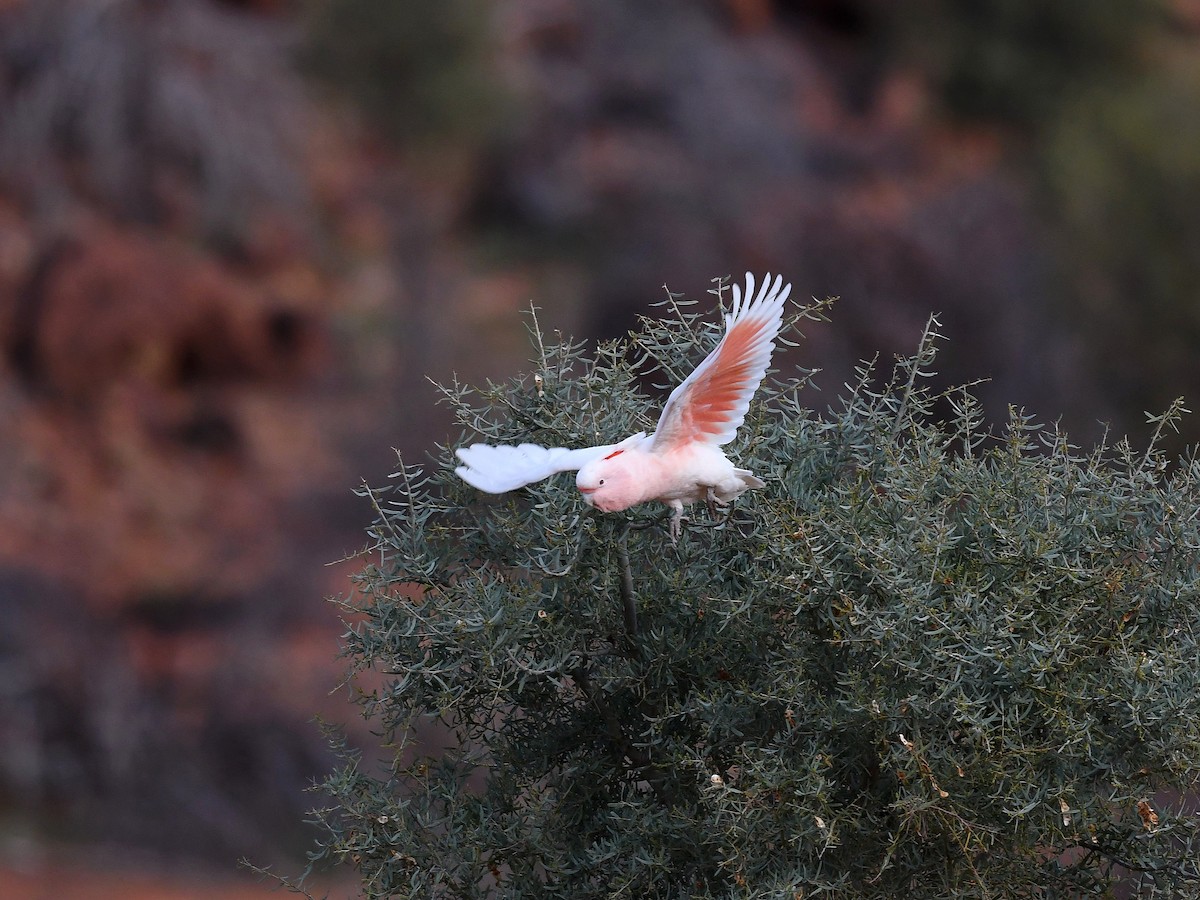 Pink Cockatoo - ML641328616