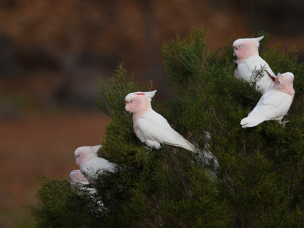 Pink Cockatoo - ML641328617