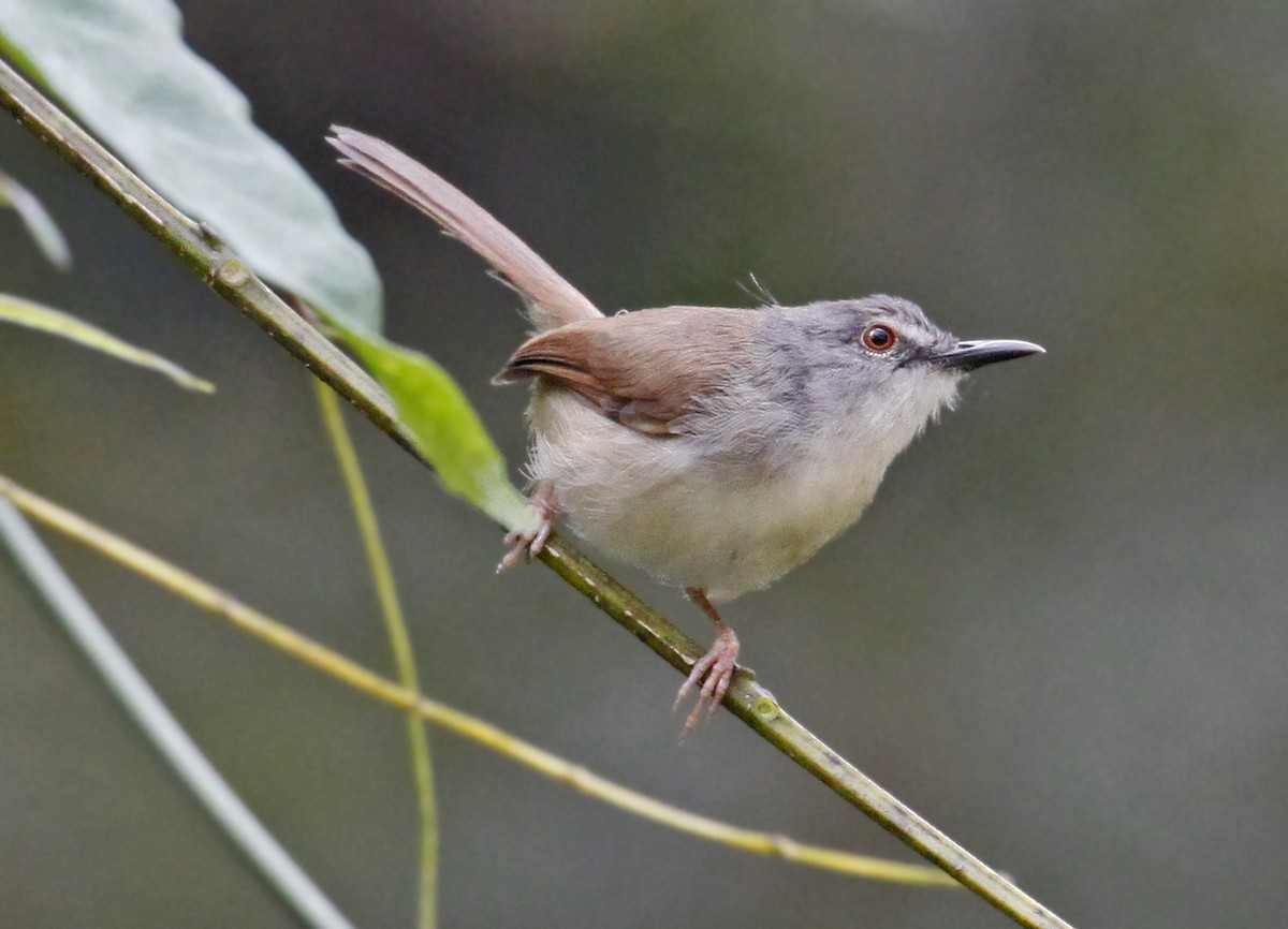 Rufescent Prinia - ML641328618