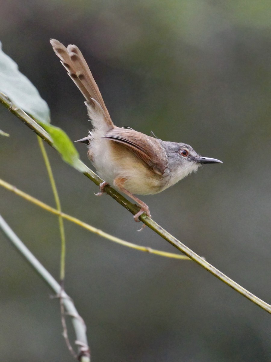 Rufescent Prinia - ML641328621