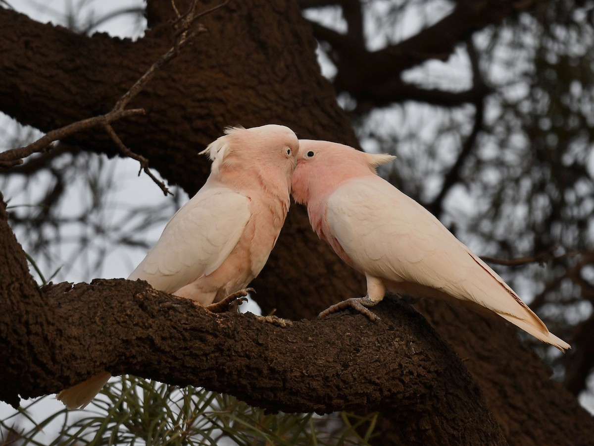 Pink Cockatoo - ML641328624