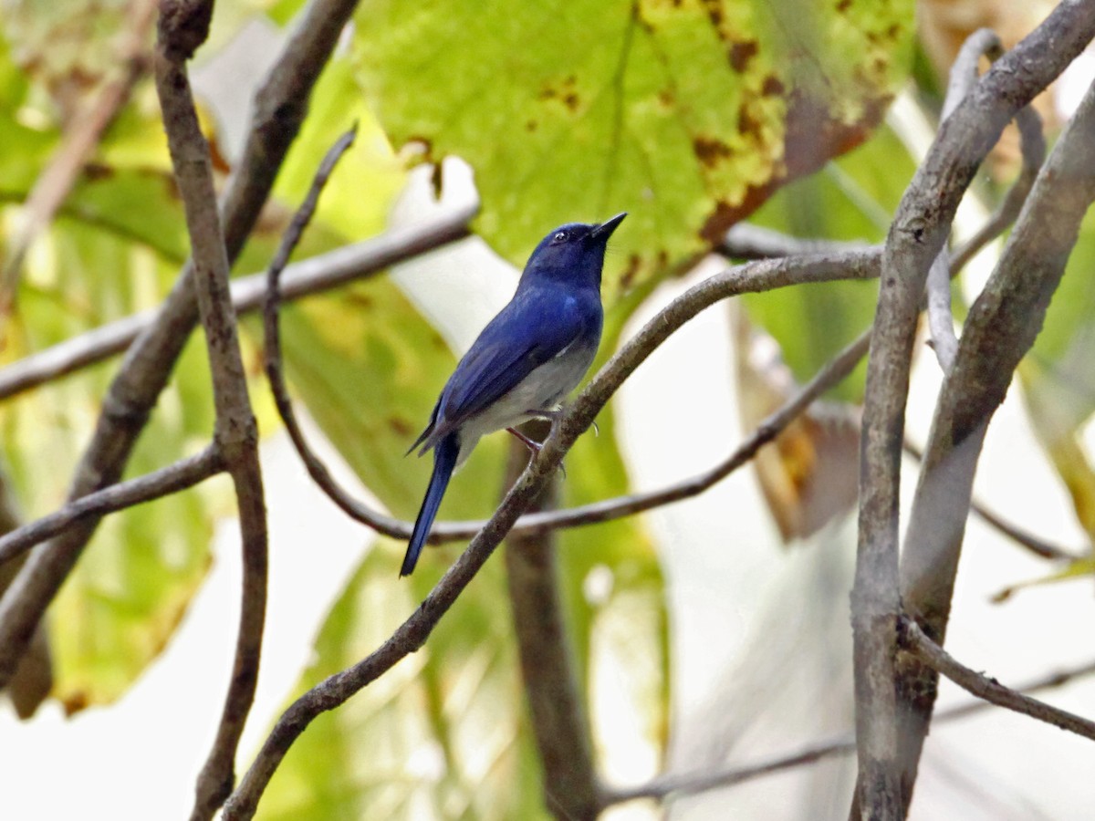 Hainan Blue Flycatcher - ML641328636