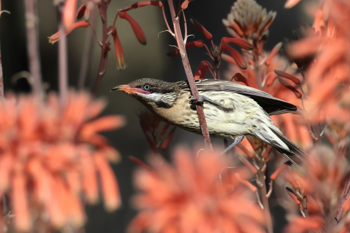 Spiny-cheeked Honeyeater - ML641328637