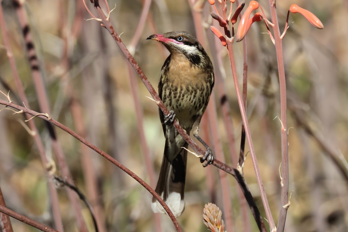 Spiny-cheeked Honeyeater - ML641328638