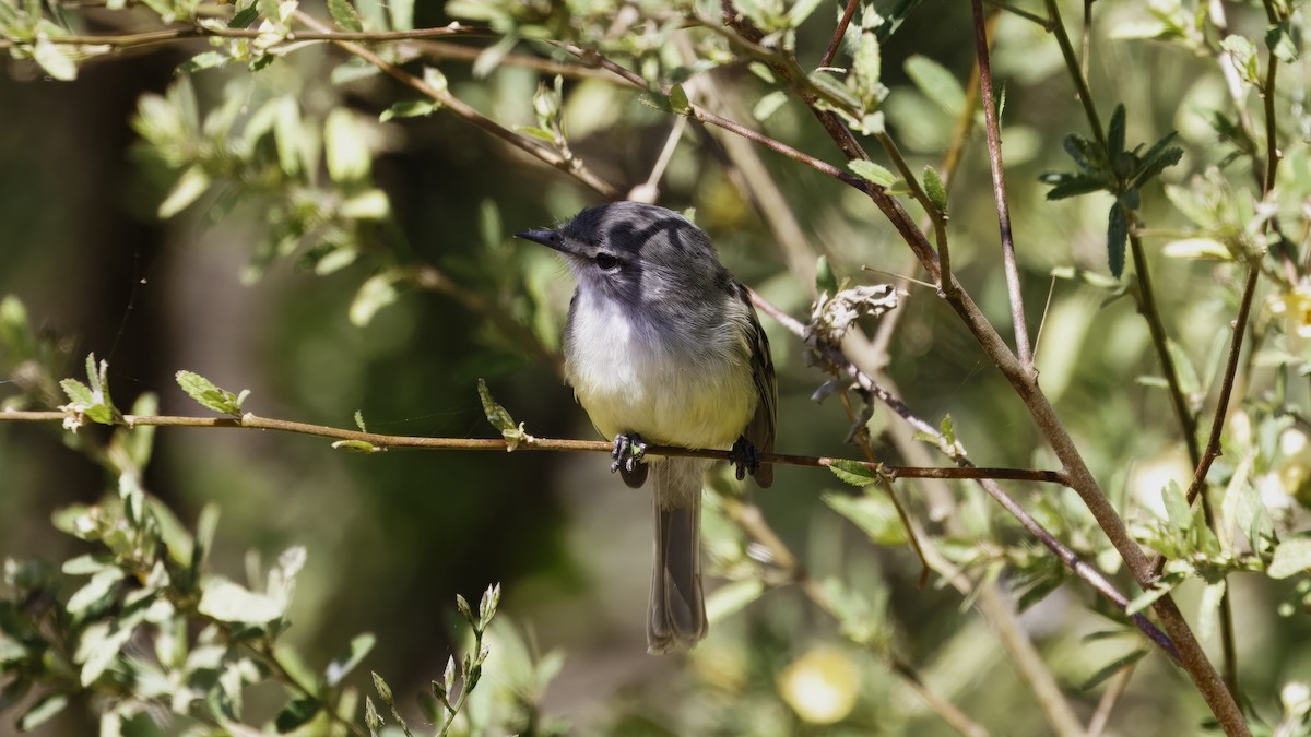 Tyranneau à toupet (subcristata/straminea) - ML641328641