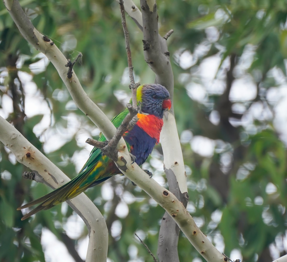 Lori Arcoiris - ML641328645