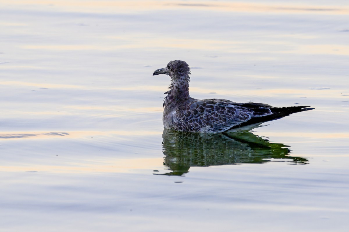 Laughing Gull - ML641328654