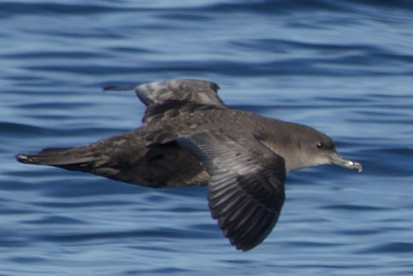 灰水薙鳥 - ML641328662