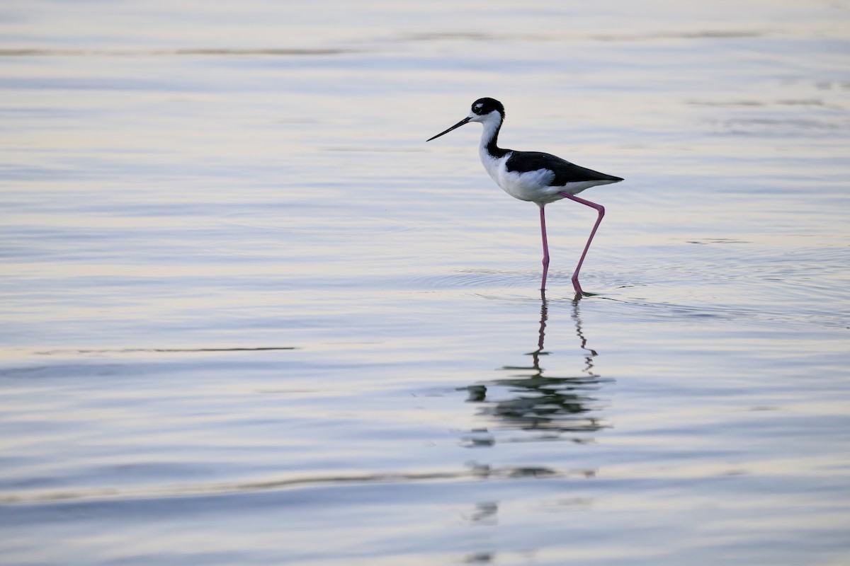 Black-necked Stilt - ML641328667
