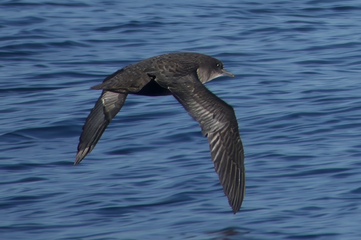 灰水薙鳥 - ML641328674