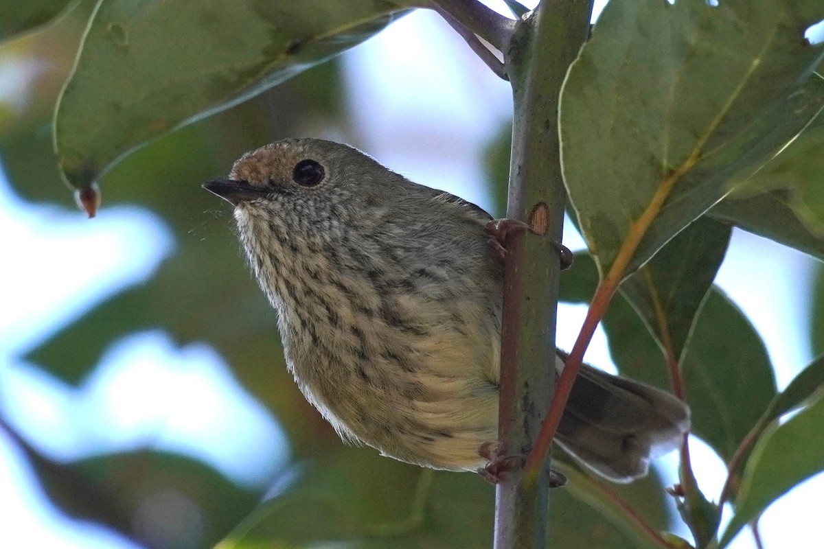Brown Thornbill - ML641328676