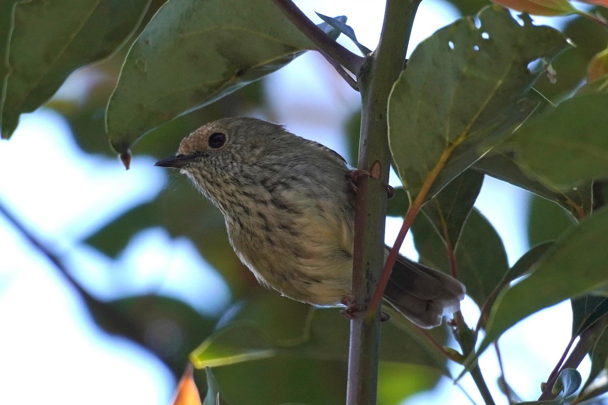 Brown Thornbill - ML641328677