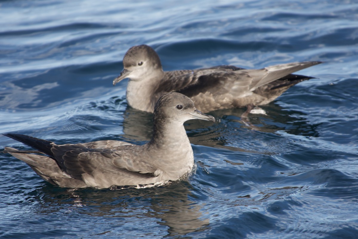 灰水薙鳥 - ML641328694