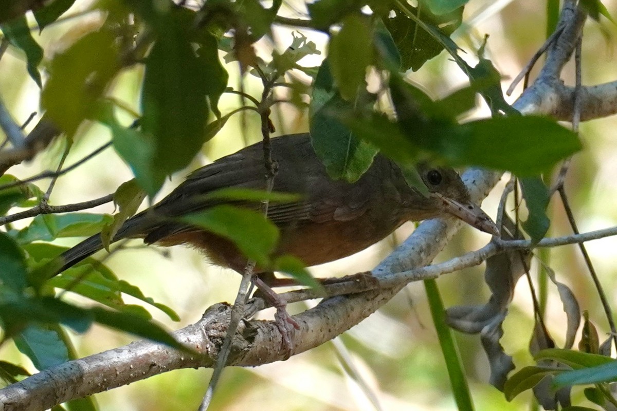 Rufous Shrikethrush - ML641328708