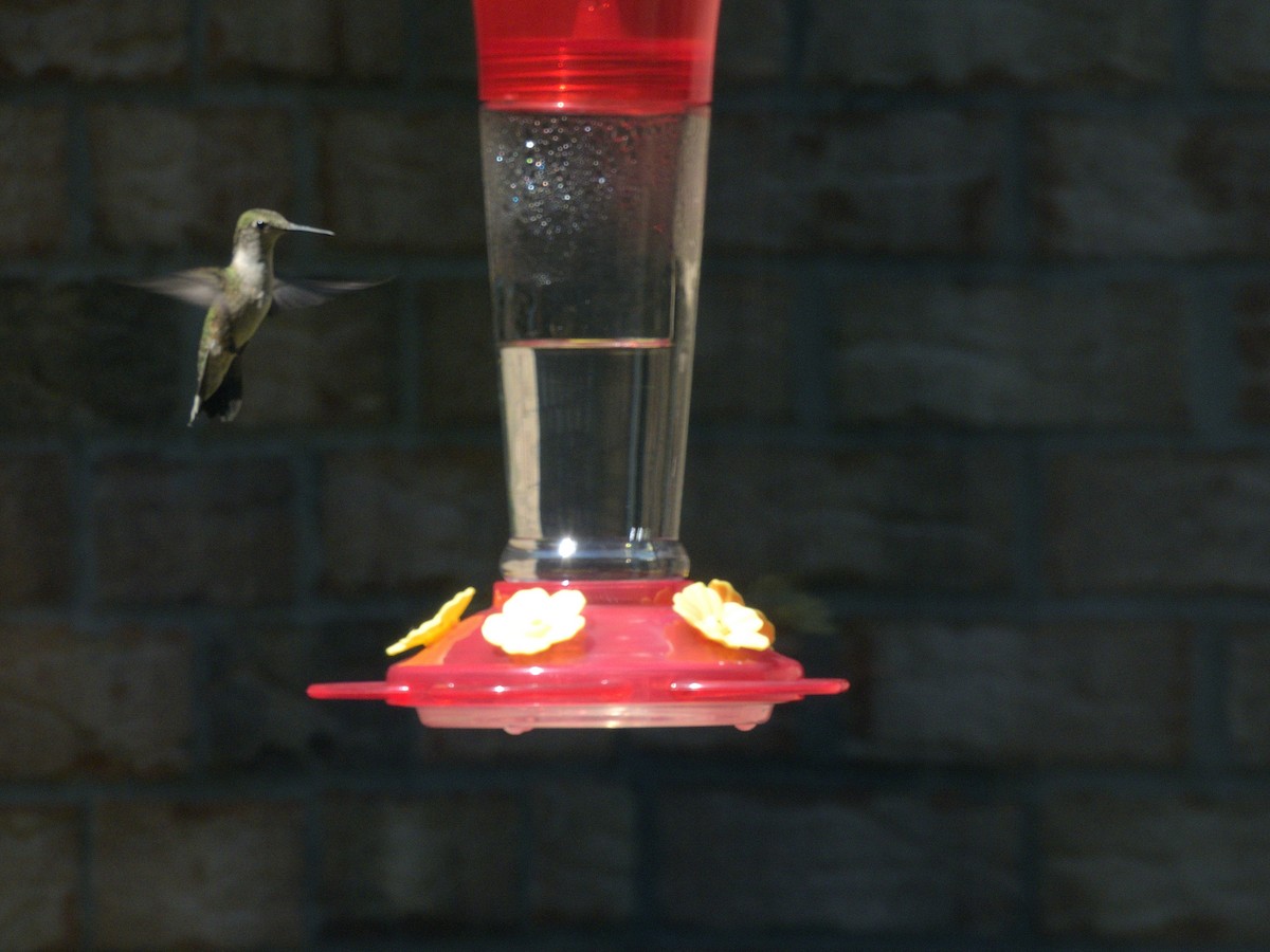 Colibri à gorge rubis - ML641328712