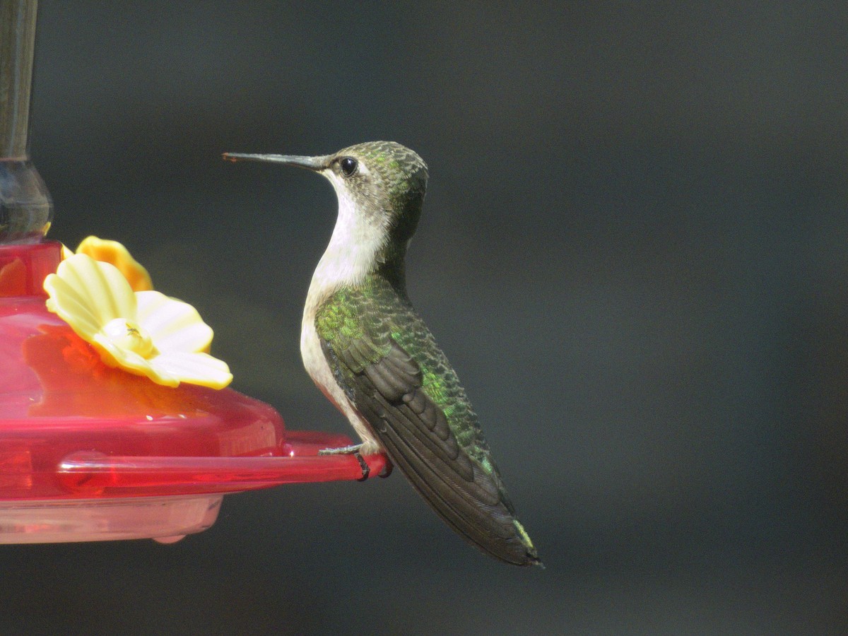 Colibri à gorge rubis - ML641328713