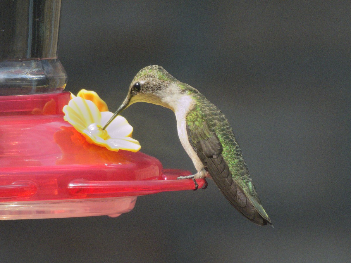 Colibri à gorge rubis - ML641328714