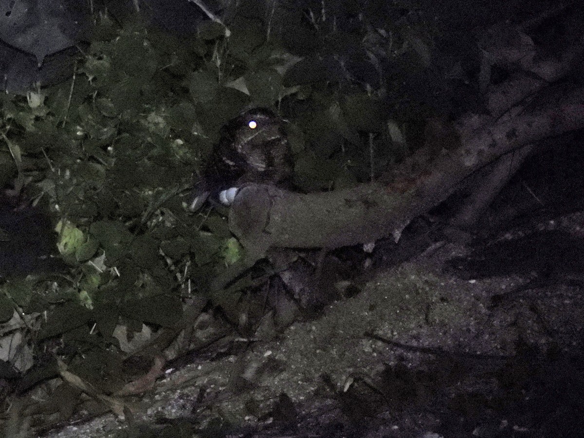 Large-tailed Nightjar - ML641328725
