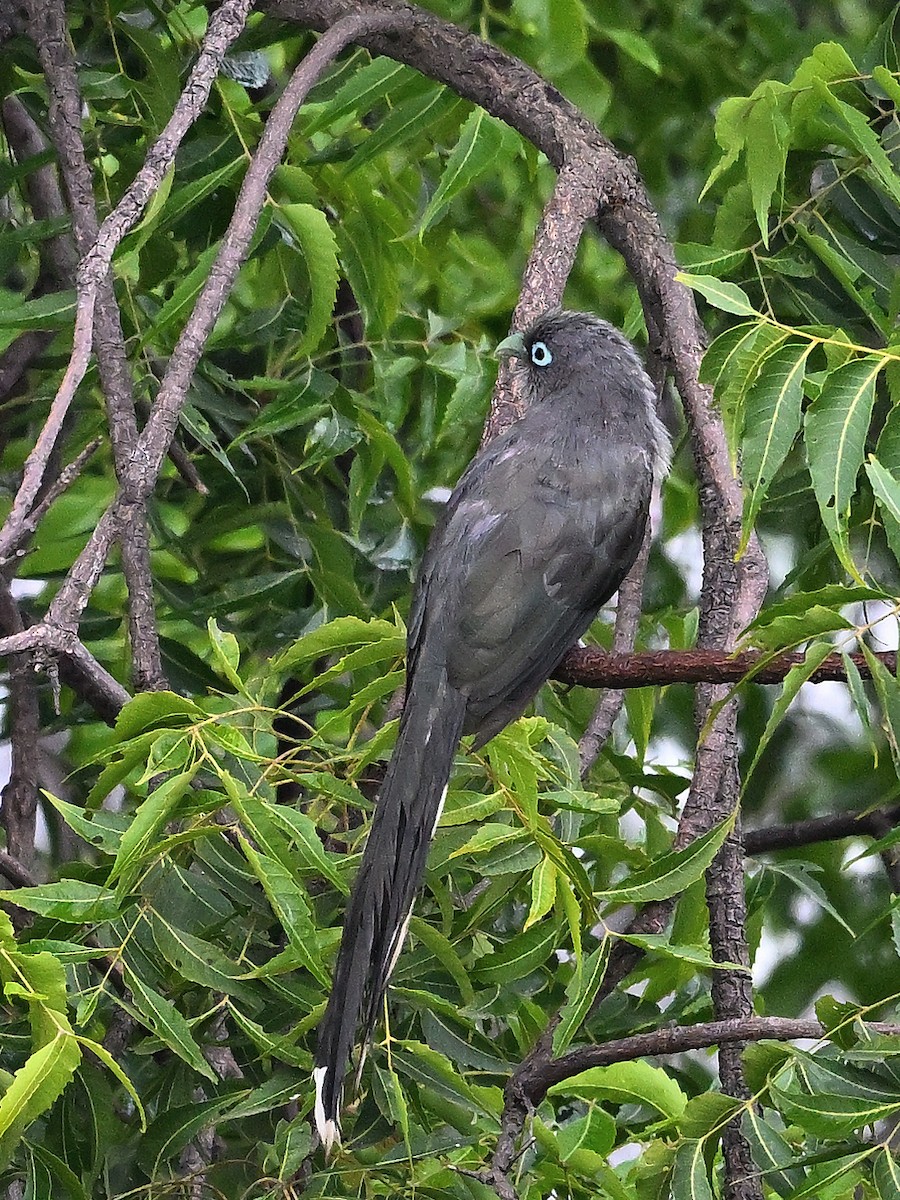 Blue-faced Malkoha - ML641328726