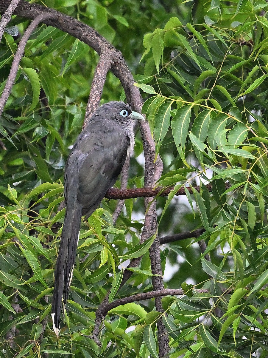 Blue-faced Malkoha - ML641328727