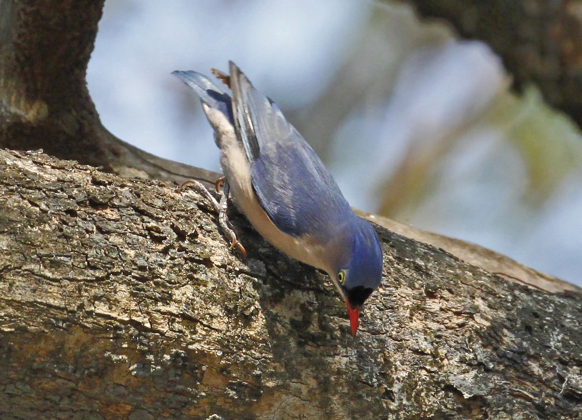 Velvet-fronted Nuthatch - ML641328735