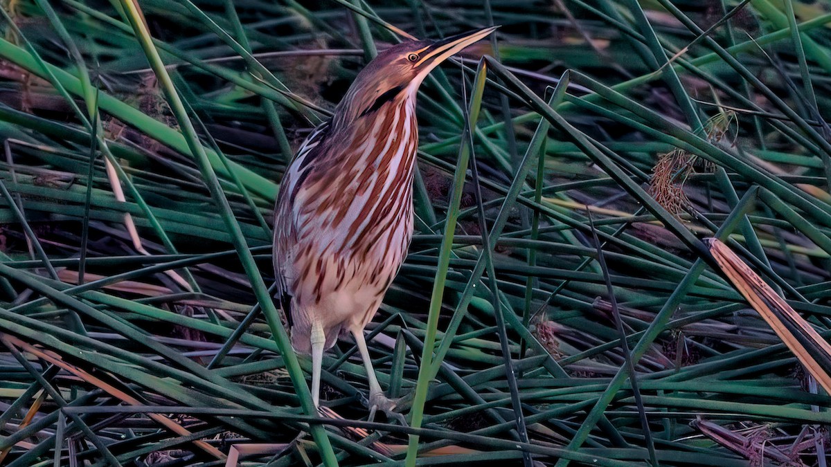 American Bittern - ML641328736