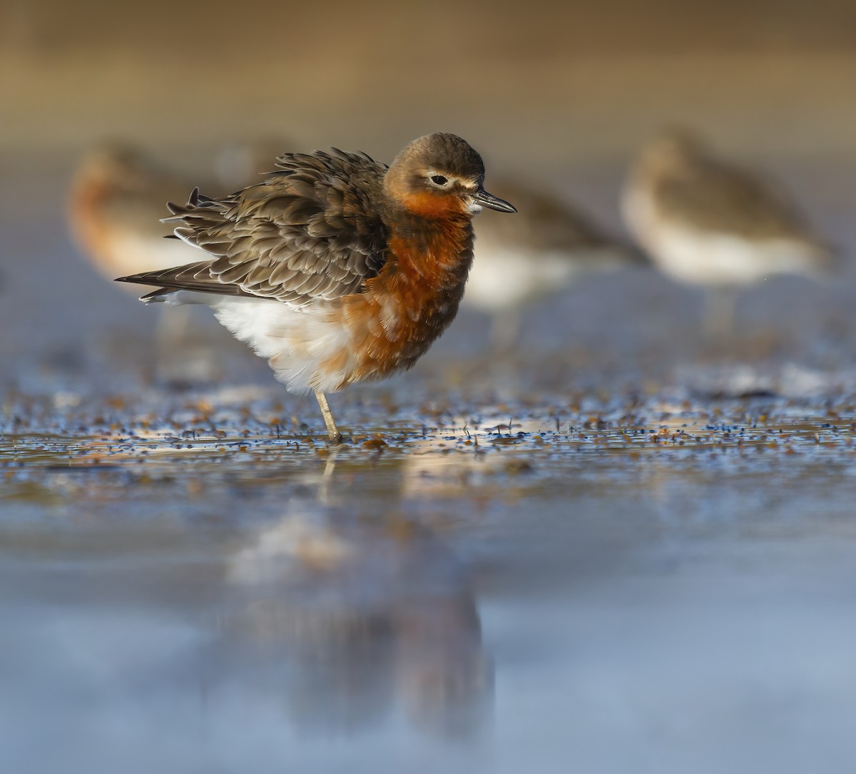 Red-breasted Dotterel (Southern) - ML641328764