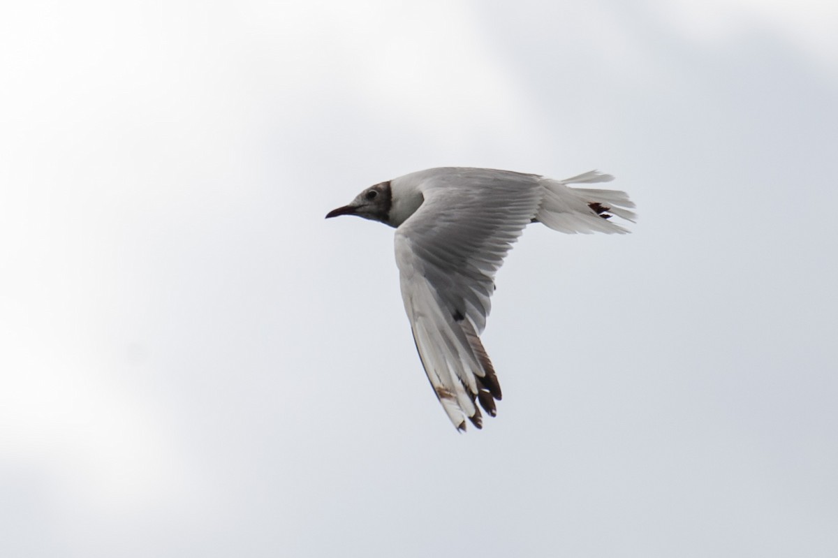 Black-headed Gull - ML641328781