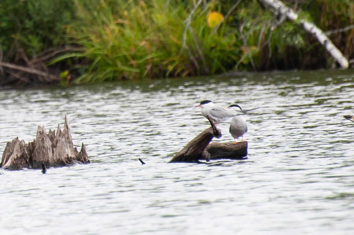 Common Tern - ML641328782