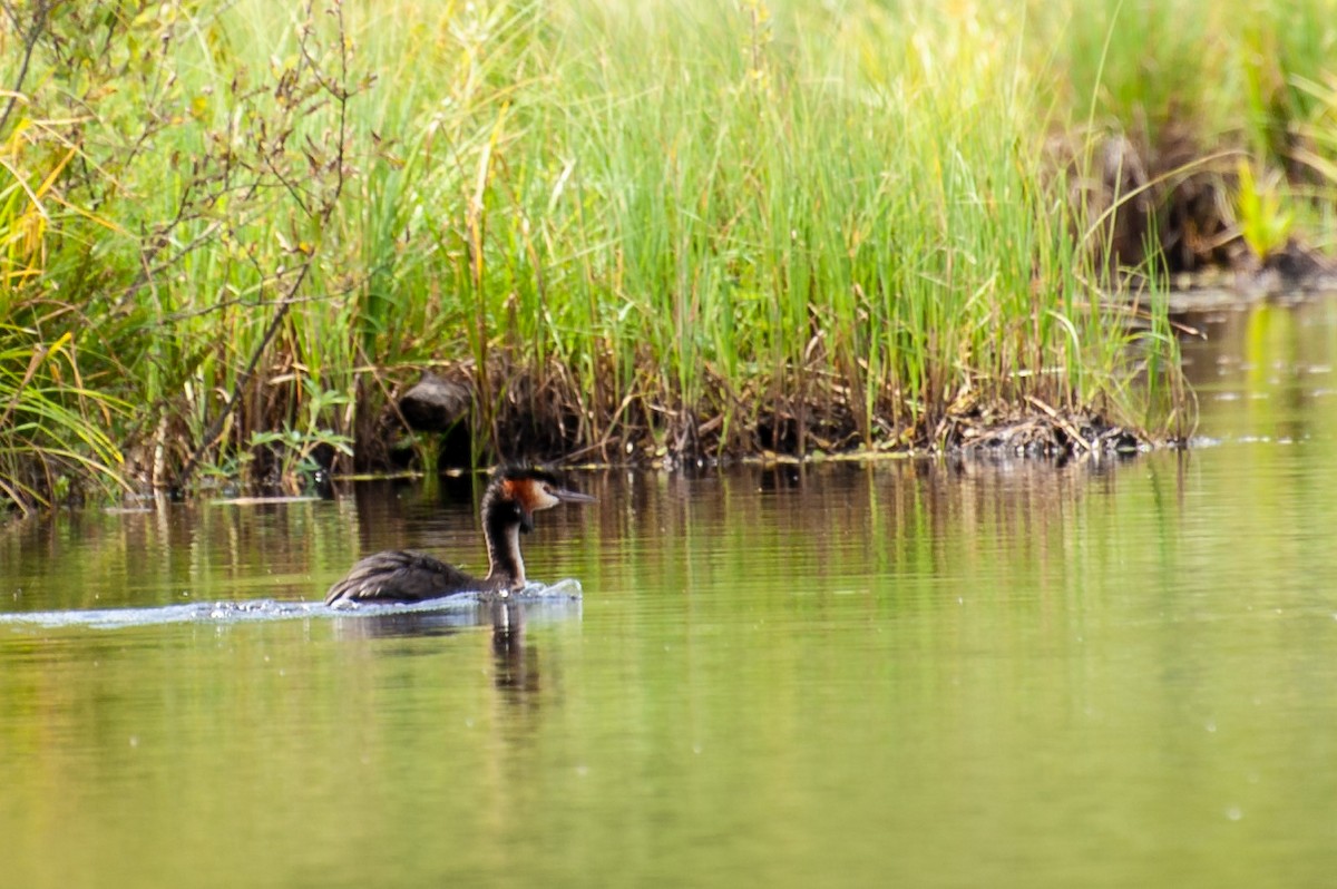 Great Crested Grebe - ML641328783