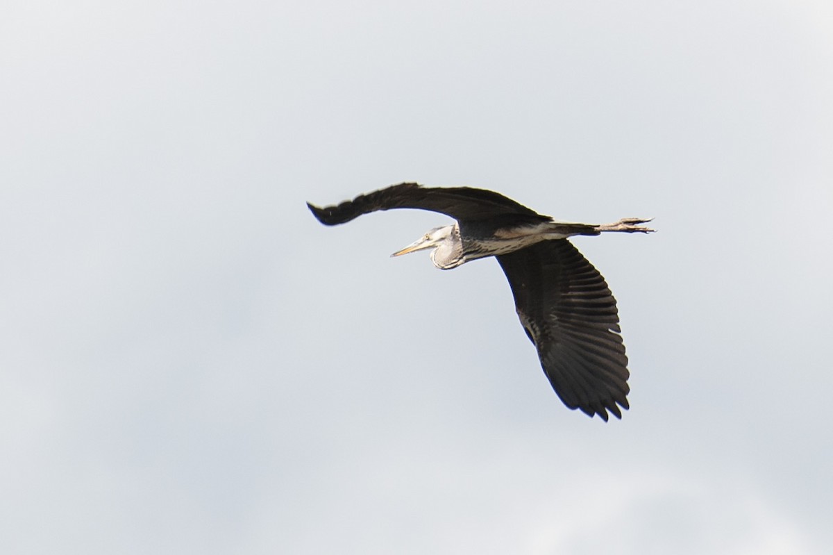 Gray Heron - ML641328785