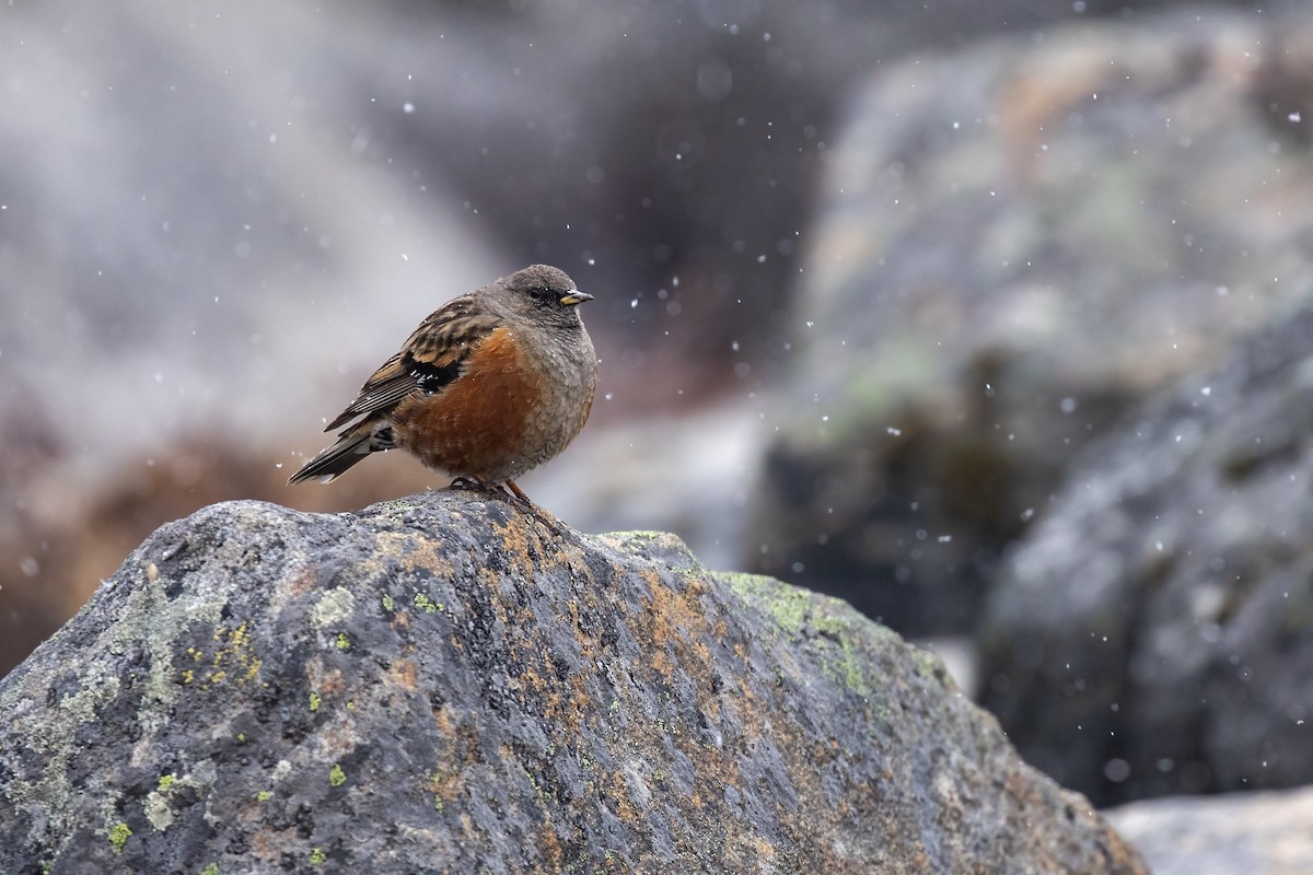 Alpine Accentor - ML641328787
